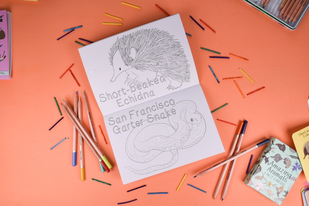 Amazing Animals Colouring Book (Set One)