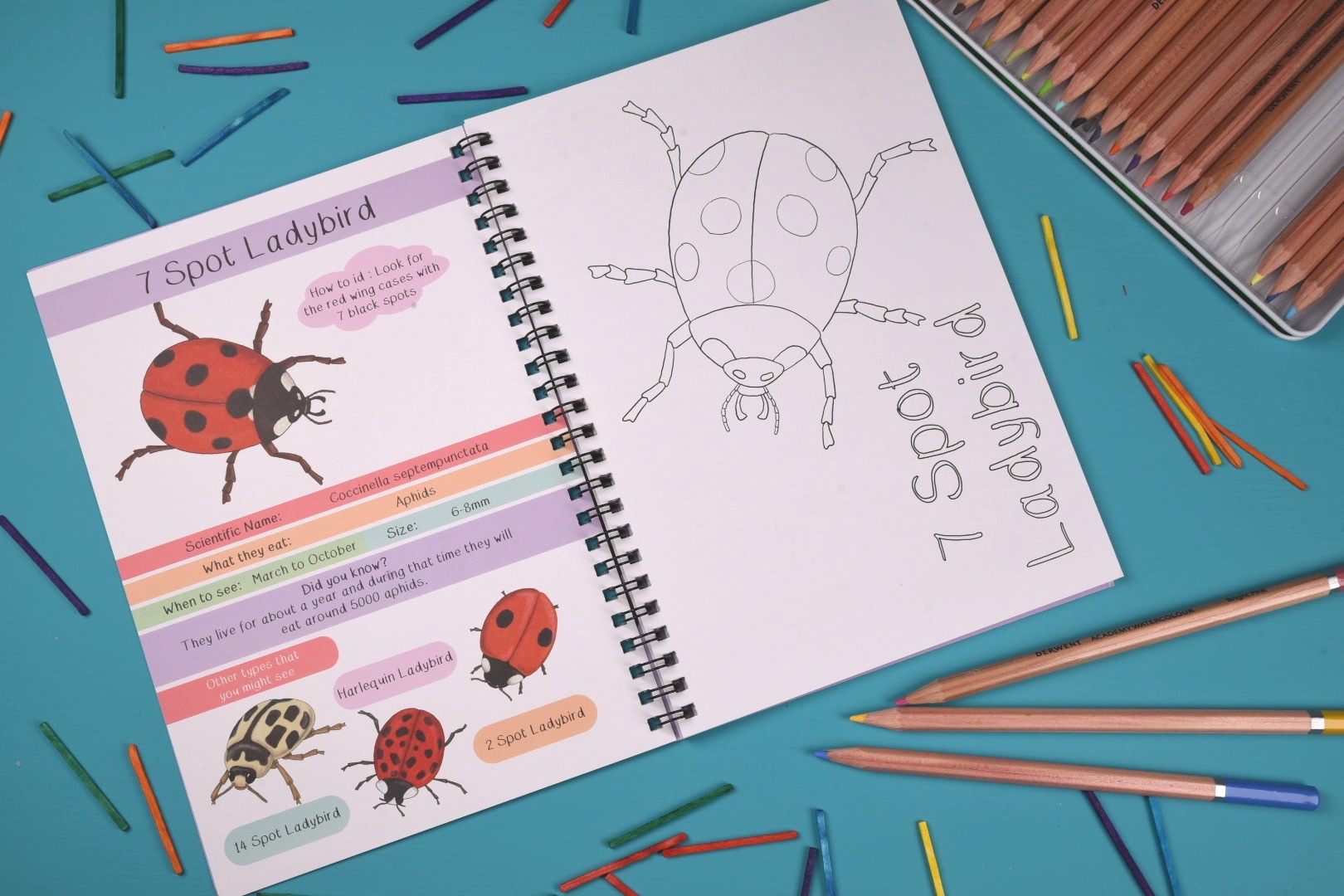 Amazing British Bugs Fact and Activity Book