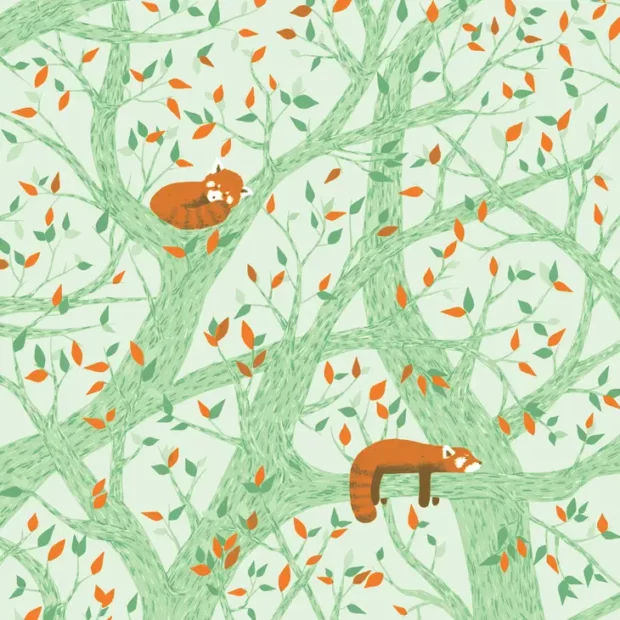 Snoozing Red Panda Postcard