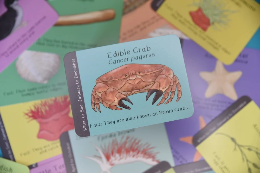 Amazing British Coastline ID Cards