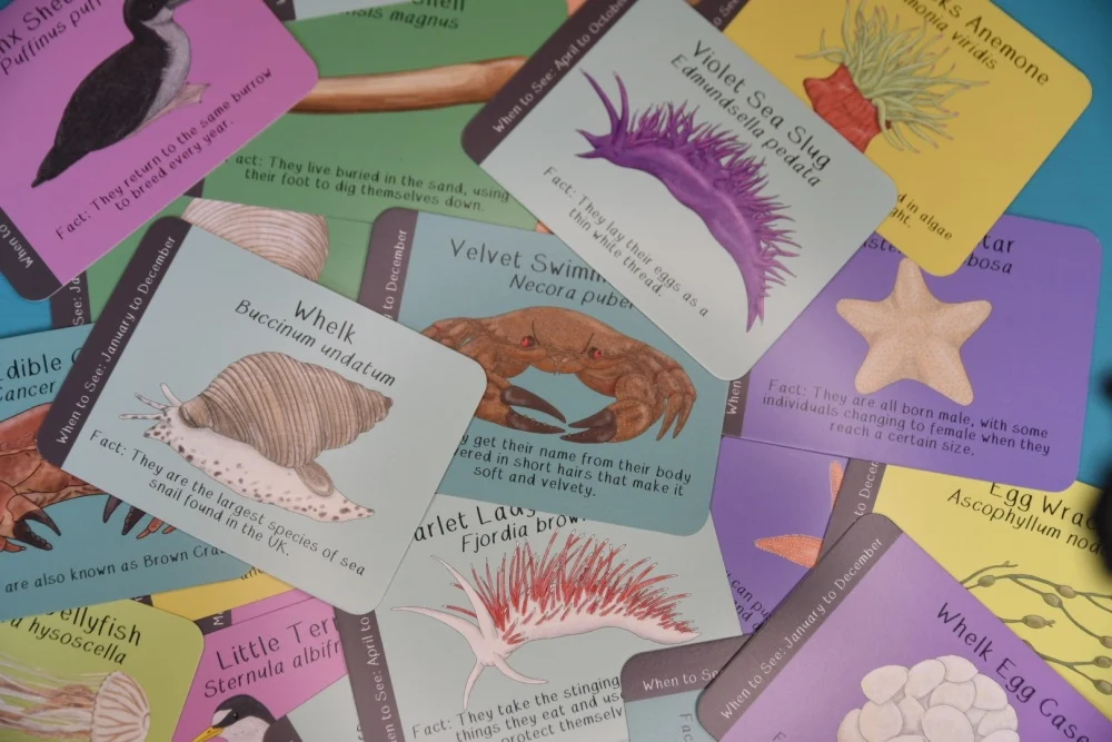 Amazing British Coastline ID Cards
