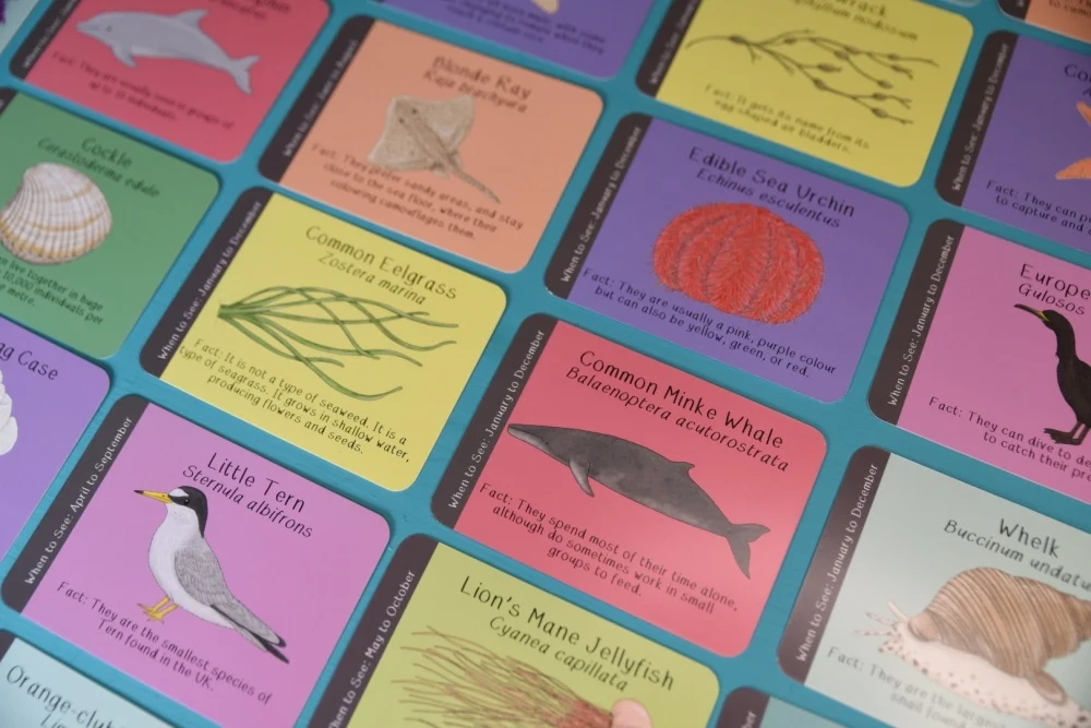 Amazing British Coastline ID Cards