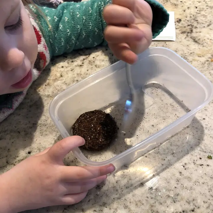Grow your own wild strawberries kit